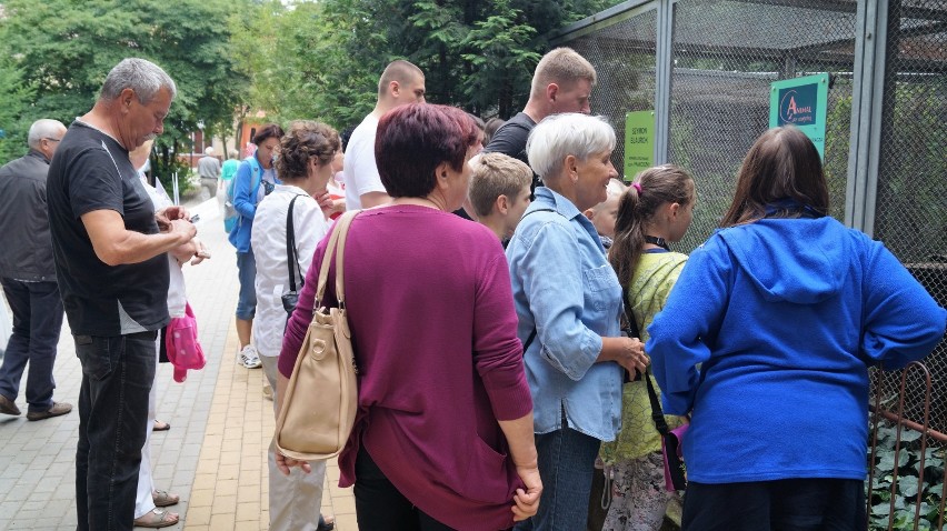 Pokazowe karmienie szopów praczy podczas "Wakacyjnej środy w ZOO"! [zdjęcia, wideo] 