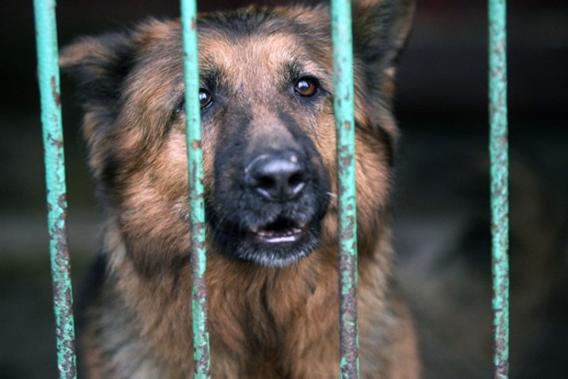 W schronisku znajdują się 54 boksy przystosowane dla  90 psów i 10 kotów.

Ja adoptować psa z legnickiego schroniska? przede wszystkim przyjdź do schroniska, które znajduje się przy ul. Ceglanej 2. Jeżeli  jesteś niepełnoletni - przyjdź w towarzystwie osoby dorosłej. 

Pamiętaj by wziąć ze sobą smycz i obrożę.
Przydadzą się gdy już wybierzesz swojego pupila. Na koniec podpiszesz tylko umowę adopcyjną.

- Wszystkich zainteresowanych adopcją zwierząt  znajdujących się w schronisku zapraszamy  od poniedziałku do piątku w godzinach od 8:00 do 18:00 w okresie od maja do października. Od października do maja w godzinach od 8:00 do 15:00. Zapraszamy również w soboty od godz. 8:00 do 15:00.
Wszystkie psy są zaszczepione przeciwko wściekliźnie i odrobaczone - informuje schronisko.