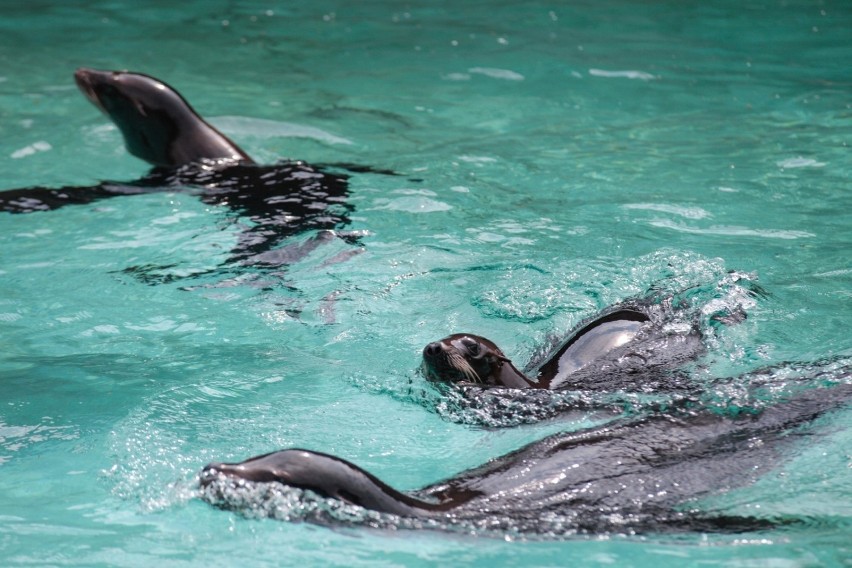Uchatki są atrakcją zoo w Opolu od 12 lat