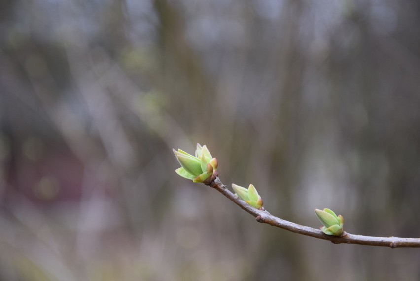 Pierwsze oznaki wiosny w Parku Śląskim. Kwitną krokusy i...