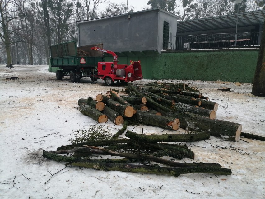 Wągrowiec. Trwa wycinka drzew w parku przy amfiteatrze i okolicy. Zobacz zdjęcia 