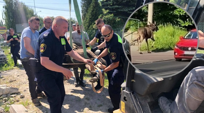 Łoś biegał we wtorek, 8 czerwca, po krakowskich ulicach....