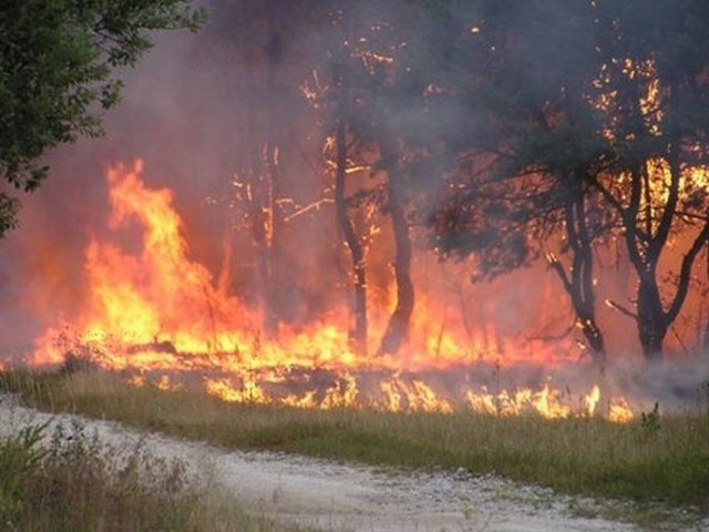Pożar lasu - strażacy z OSP Przyglów ostrzegają przed gęstym dymem podczas ćwiczeń