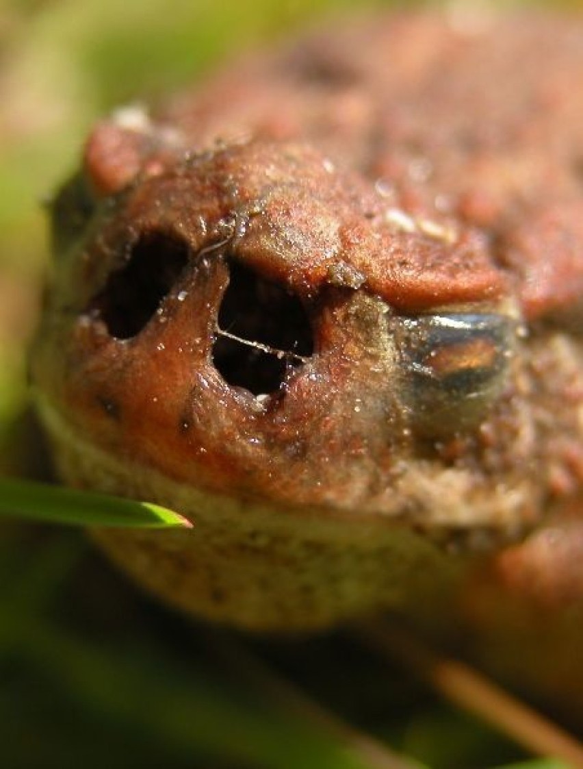 Ropucha szara (Bufo bufo) zaatakowana przez pasożyta, muchę...