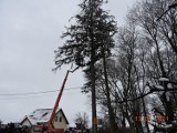 Ścięto najwyższe drzewo w okolicy. Operacja ścięcia starego  świerka