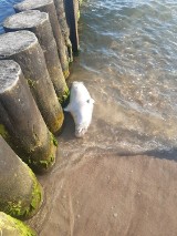 Morze wyrzuciło martwą fokę na plaży w Kołobrzegu