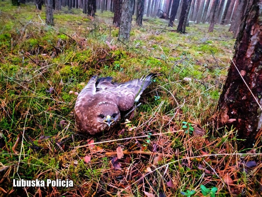 Pierwszy dzień kalendarzowej wiosny przyniósł niecodzienną...