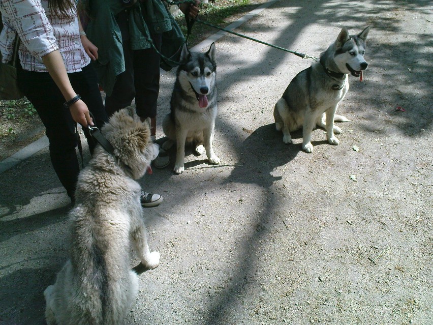 Husky potrzebują przeogromnej dawki ruchu,a we Wrocławiu...