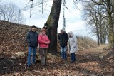 Wycinka 880 drzew w Piotrkowie i gminie Moszczenica