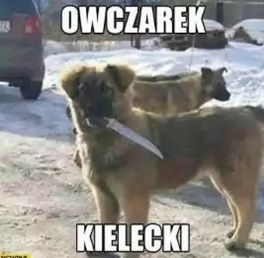 Oto najlepsze memy o Kielcach. Z czego śmieją się internauci? Zobacz te śmieszne obrazki