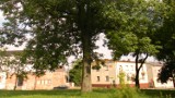 Radomsko: Na ratunek drzewu na Skwerze Niemca. Trwa zbiórka pieniędzy na nawiezienie i cięcia jesionu