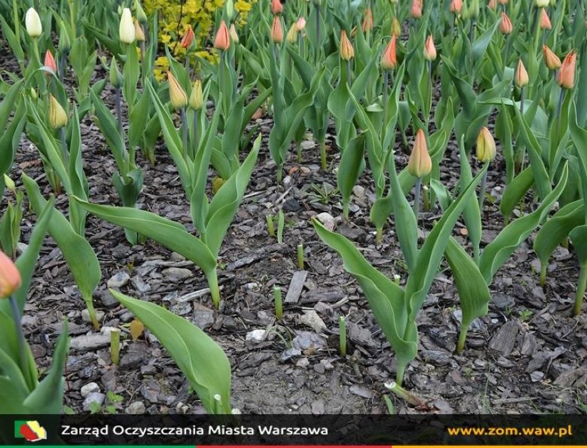 Kradzież setki tulipanów z Pola Mokotowskiego. "Jeszcze nie...