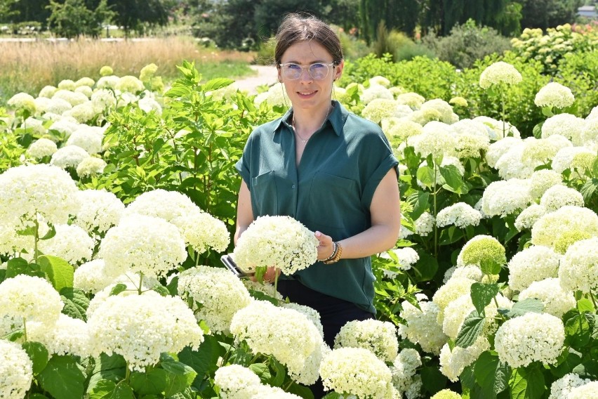 Róże, byliny i lilie - to one teraz najpiękniej kwitną w Ogrodzie Botanicznym w Kielcach. Zobacz piękne zdjęcia (ZDJĘCIA)