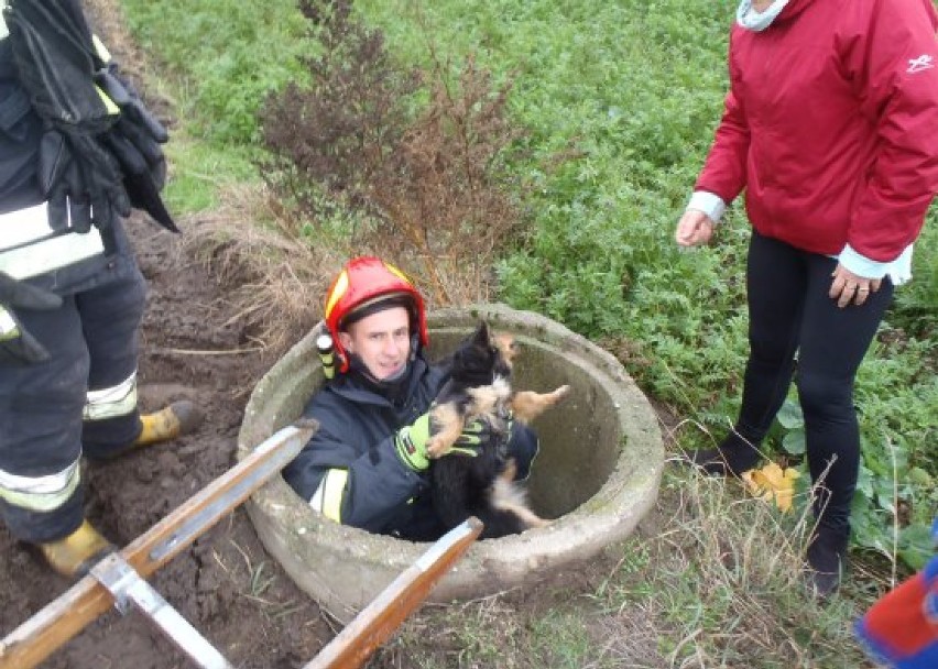 Słupca: Pies uwięziony w studni. Pomogli mu strażacy