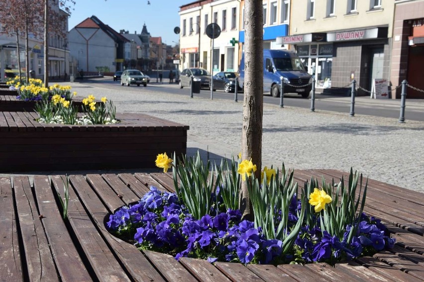 Wiosna w Wągrowcu. Rozkwitły kwiaty, pojawił się liście, robi się coraz cieplej. Czy w stolicy powiatu wągrowieckiego nie jest pięknie?