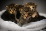 Kociaki do adopcji za złotówkę w schronisku dla zwierząt w Radomsku