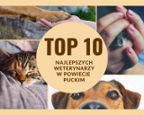 TOP 10 najlepszych weterynarzy w powiecie puckim. Gdzie badać i leczyć pupila w Pucku, Władysławowie, Kosakowie, Krokowej? Oto lista!