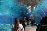 Afrykarium przyciągnęło do wrocławskiego zoo w 2015 roku już milion osób