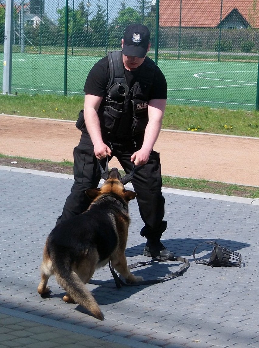 SP 4 w Kwidzynie. Policyjny pies i jego przewodnik z wizytą w szkole [ZDJĘCIA]