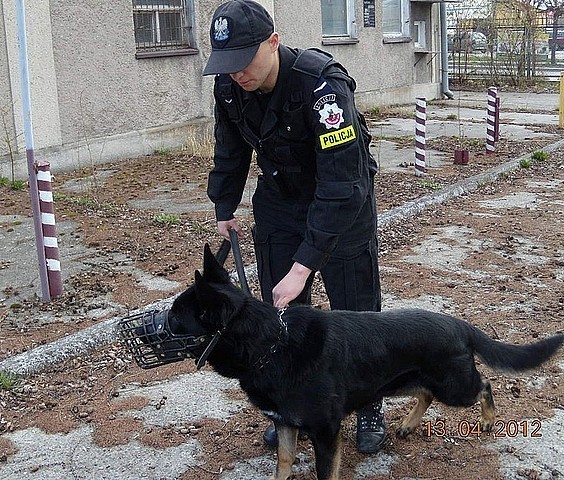 Pies EPAN pracuje w policji i patroluje ulice Jarosławia [zdjęcia]