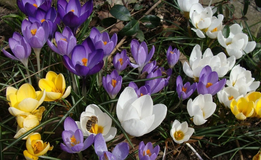 Krokusy to jedne z pierwszych wiosennych kwiatów. Właściwie...