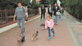 "Spacer z psami" w Starachowicach. Przybyło ponad 50 właścicieli czworonogów