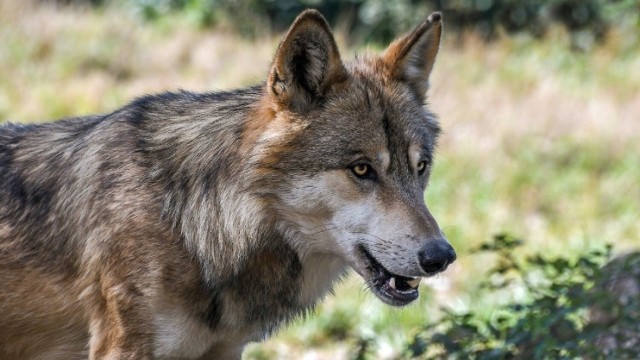 Wilk zastrzelony podczas polowania pod Koszęcinem. Sprawa trafiła do prokuratury