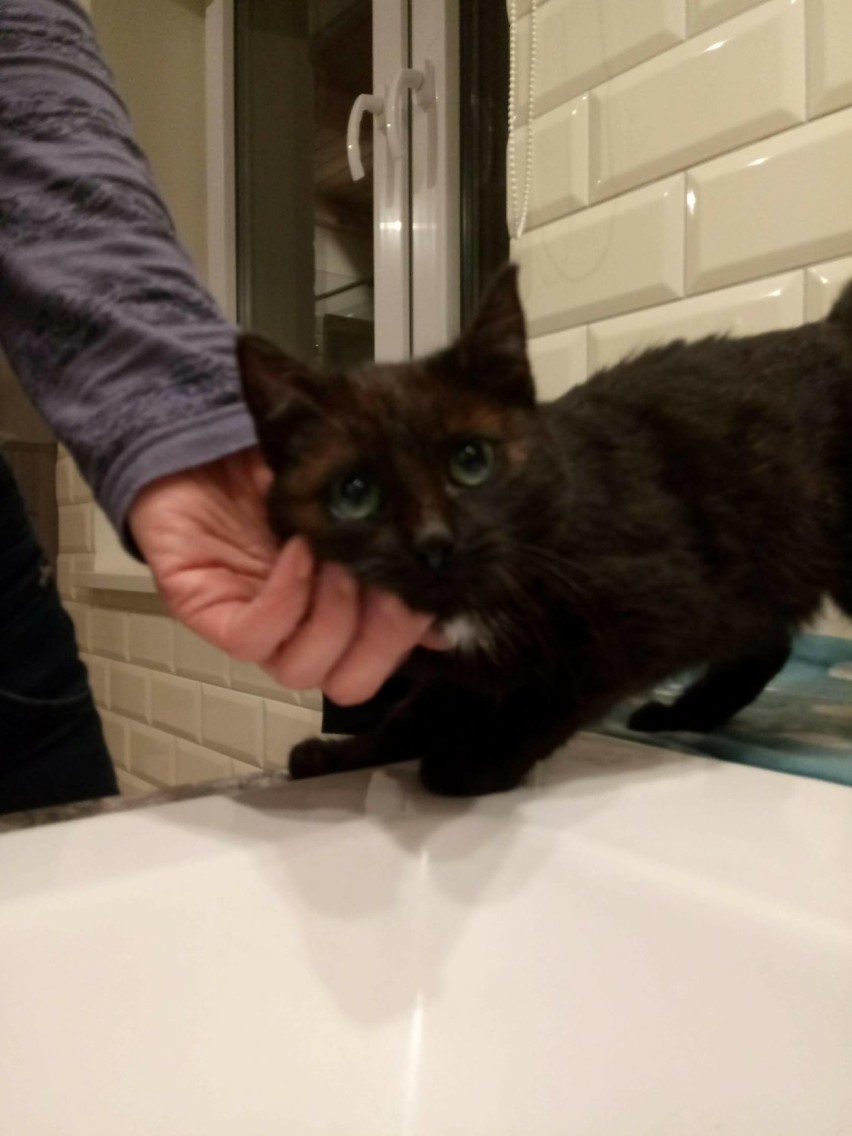 Częstochowa: Kot uwięziony w studzience kanalizacyjnej FOTO