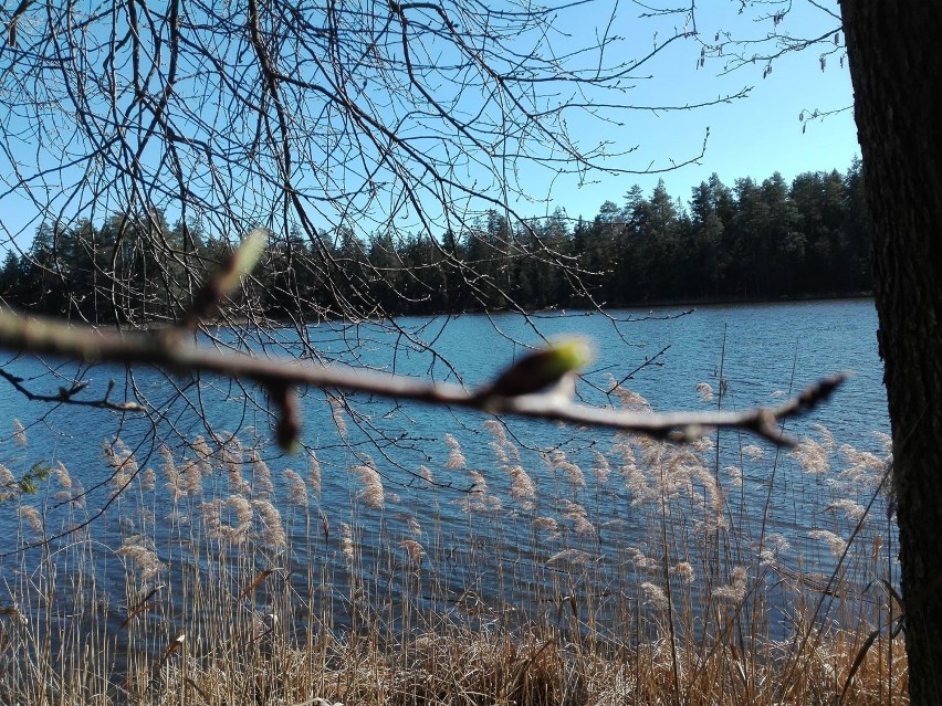 Pierwsze dni wiosny nad jeziorami Wigry i Blizno [zdjecia]