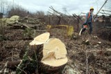 Za nielegalną wycinkę drzew Kazimierz Dolny zapłaci kare ponad 61 tysięcy złotych