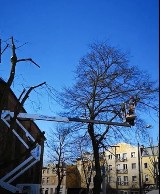  Przycinka drzew przy kościańskiej Farze. Są spore kontrowersje [FOTO]