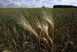 Gmina Chocianów: Rolnicy łączą działki