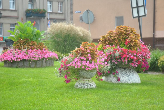 ŚMIGIEL. Ukwiecone miasto zachwyca mieszkańców i gości. Śmigiel brał udział w ogólnopolskim plebiscycie Flower Power