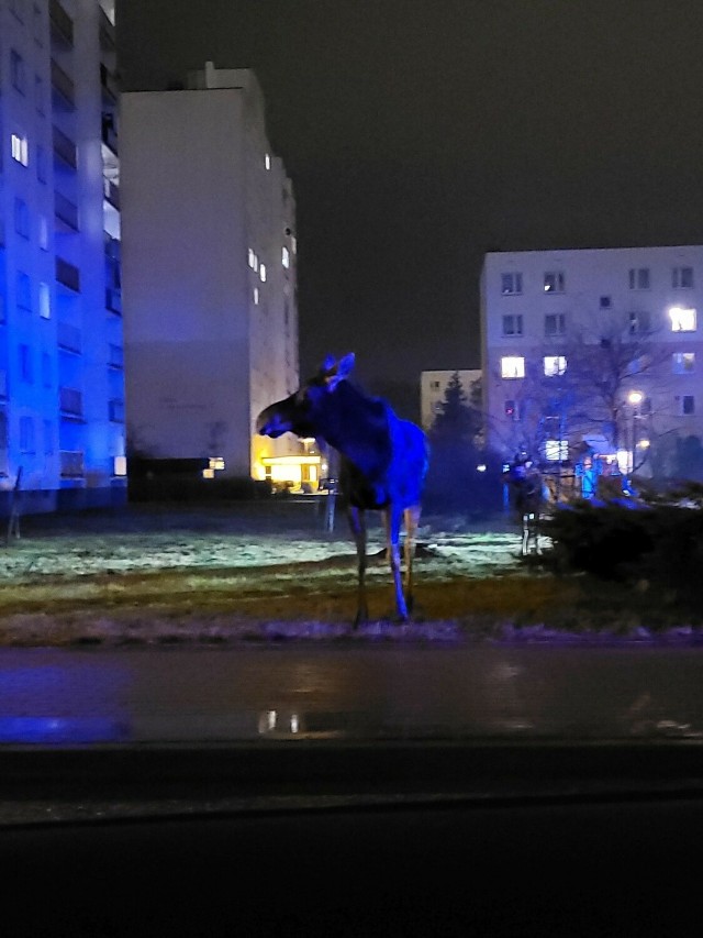 W nocy z piątku na sobotę, 5 stycznia, mieszkańcy osiedla Skarpa w Toruniu przeżyli nietypową sytuację. Nie było to związane z kolejną imprezą sąsiadów ani świątecznym kolędowaniem. Tego wieczoru na ulicę Kusocińskiego niespodziewanie pojawiła się grupa łosi.