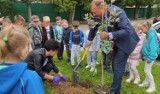 Ryglice. Uprzątnęli szkoły i przedszkola ze zbędnej makulatury. W rewanżu otrzymali sadzonki dębów