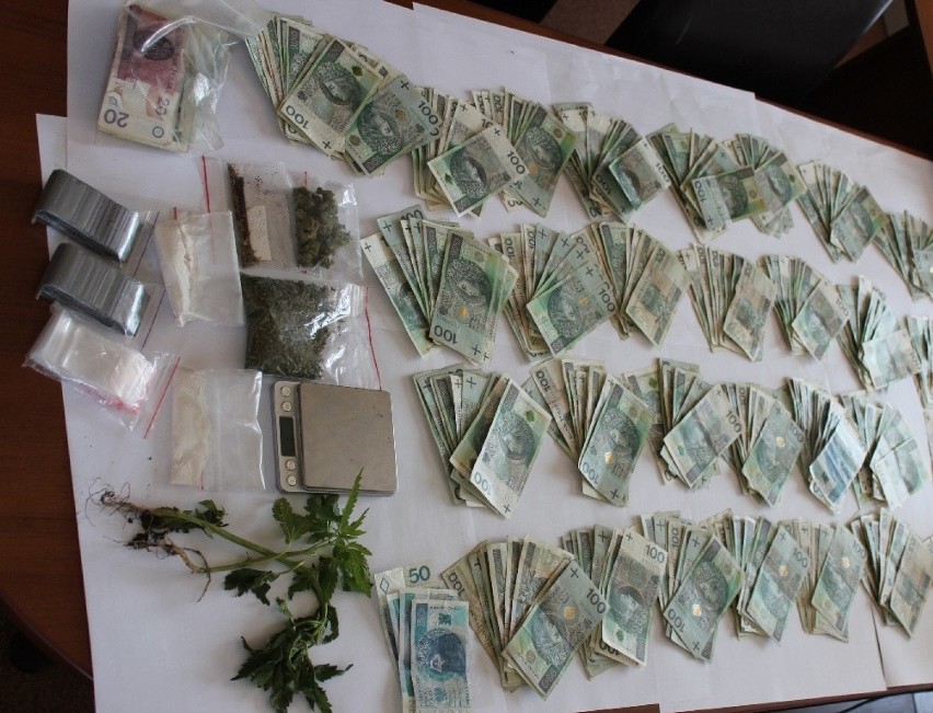 Policja zlikwidowała sporą plantację marihuany w gminie Jeżewo [zdjęcia]