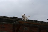 Help Animals: Wybieg dla psów na dachu stodoły!