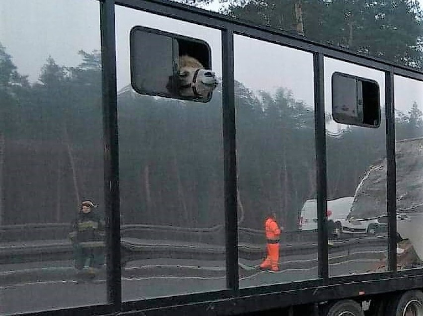 Wypadek autobusu na autostradzie A1 w Żorach. Zderzył się z ciągnikiem cyrku Arena! AKTUALIZACJA [WIDEO, ZDJĘCIA]