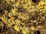 W rogowskim arboretum coraz wyraźniej widać wiosnę. Zakwitły oczary