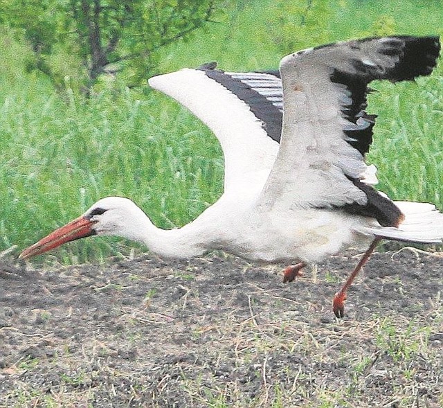 Jeden z trzech bocianów mieszkających w Osadzie Leśnej w Kole