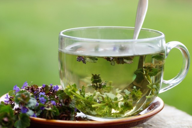 Herbatka z bluszczyku działa najlepiej, gdy jest przygotowana ze świeżego ziela.