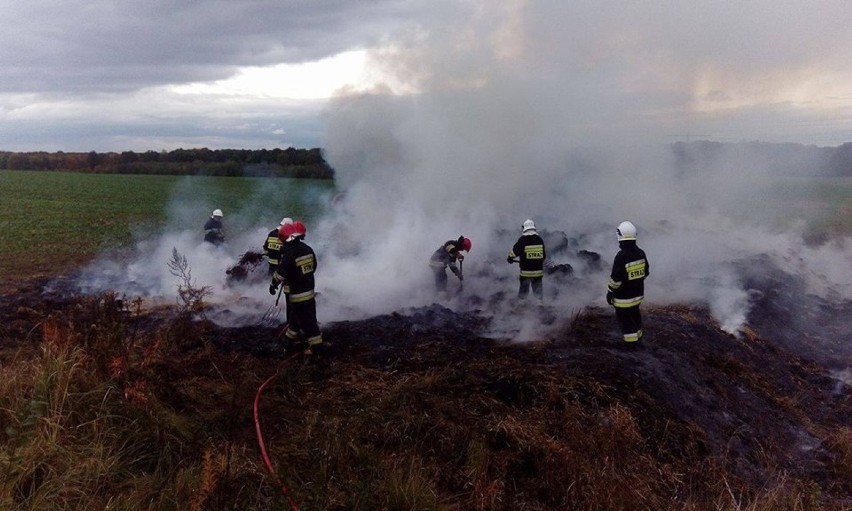 Strażacy cały dzień gasili stóg siana. Podpalacza szuka policja (ZDJĘCIA Z AKCJI)