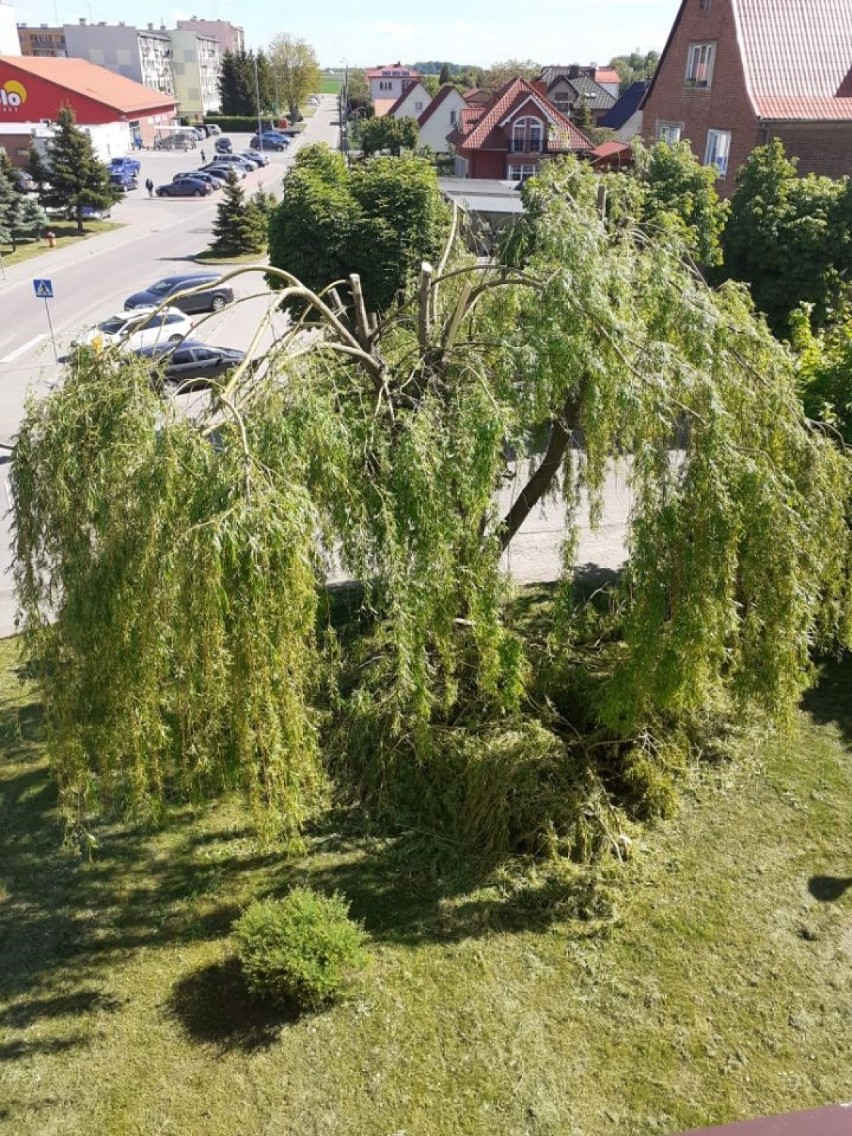 Debrzno. Kontrowersje wokół przycięcia gałęzi drzew przy jednym z budynków na ul. Mokotowskiej