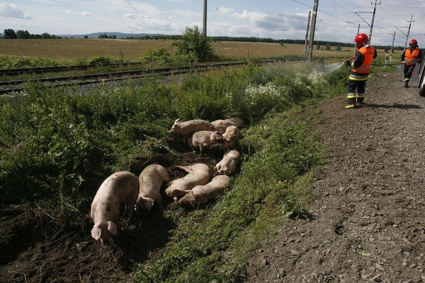 Wypadek ciężarówki ze świniami na trasie Legnica - Złotoryja (ZDJĘCIA)