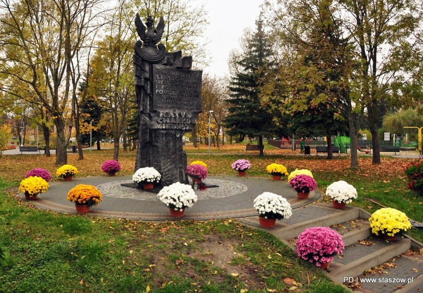 Gmina Staszów pomogła sprzedawcom chryzantem. Kwiaty stanęły w różnych zakątkach miasta (ZDJĘCIA)