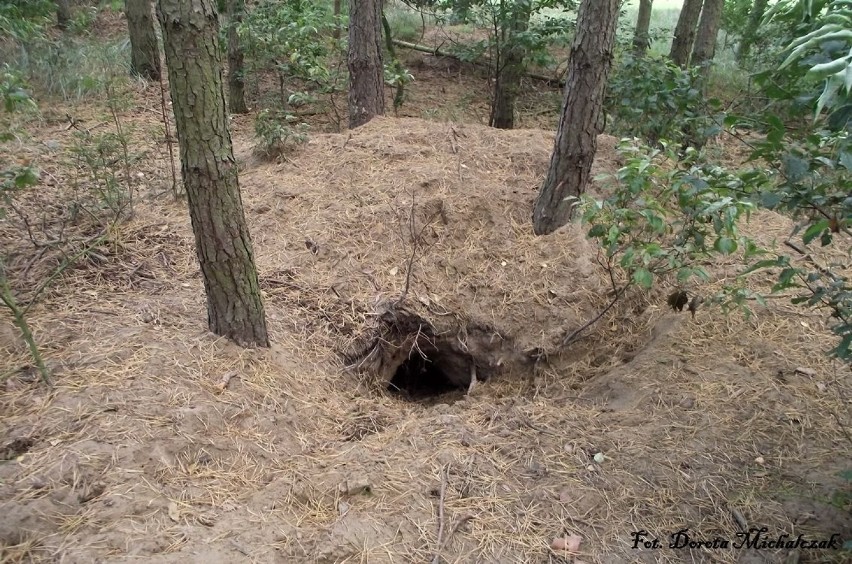 Lisy kopią swoje nory w żyznych glebach osuszonych przez...