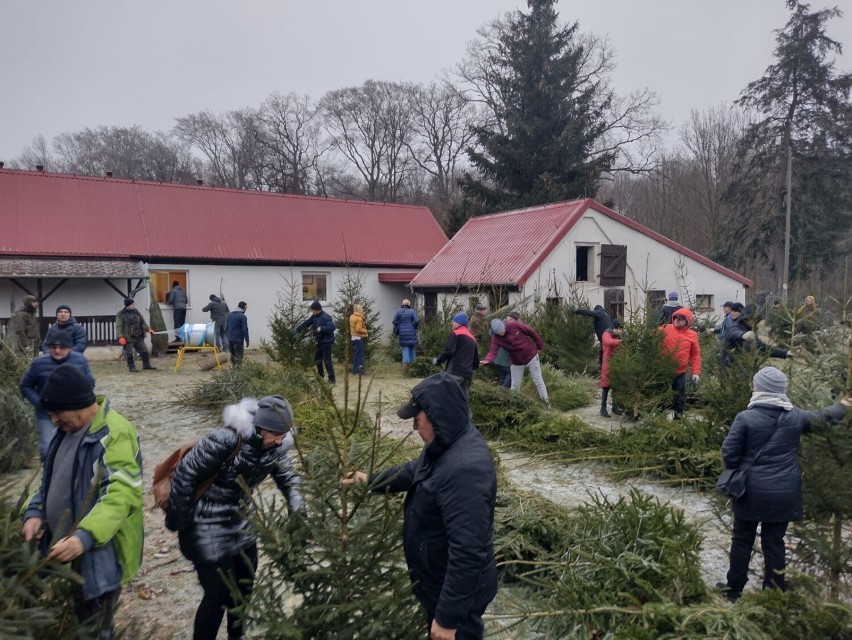 Ruszyła sprzedaż choinek w Nadleśnictwie Grodzisk. Jakie ceny będą w tym roku? 