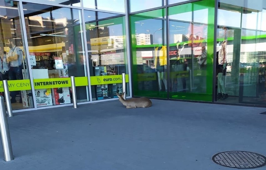 Rogacz poszedł do centrum handlowego Vendo w Nysie. Omal nie zginął