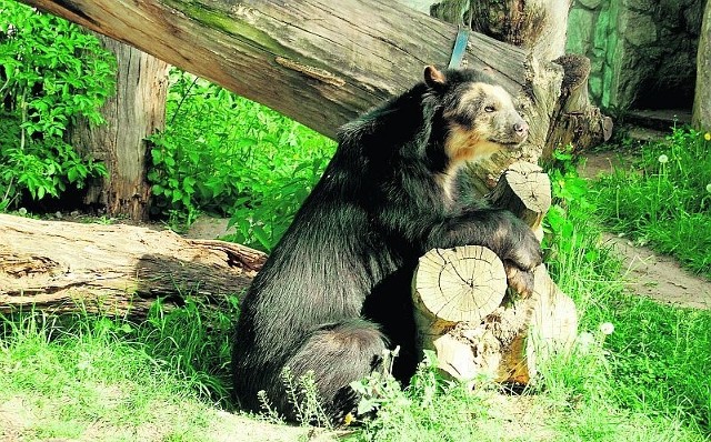 Nasz Bueno to jedyny niedźwiedź peruwiański, który żyje w Polsce