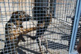 Schronisko dla zwierząt w Dąbrowie Górniczej nie powstanie, nie ma takich planów 